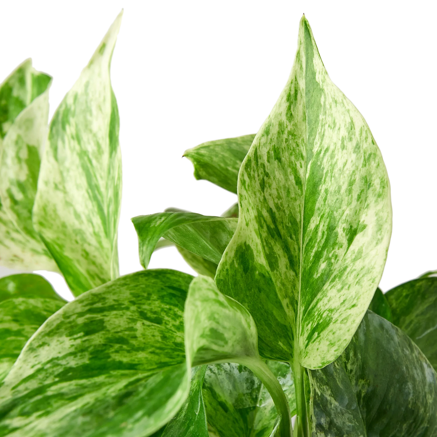 Marble Queen Pothos