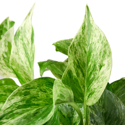 Marble Queen Pothos