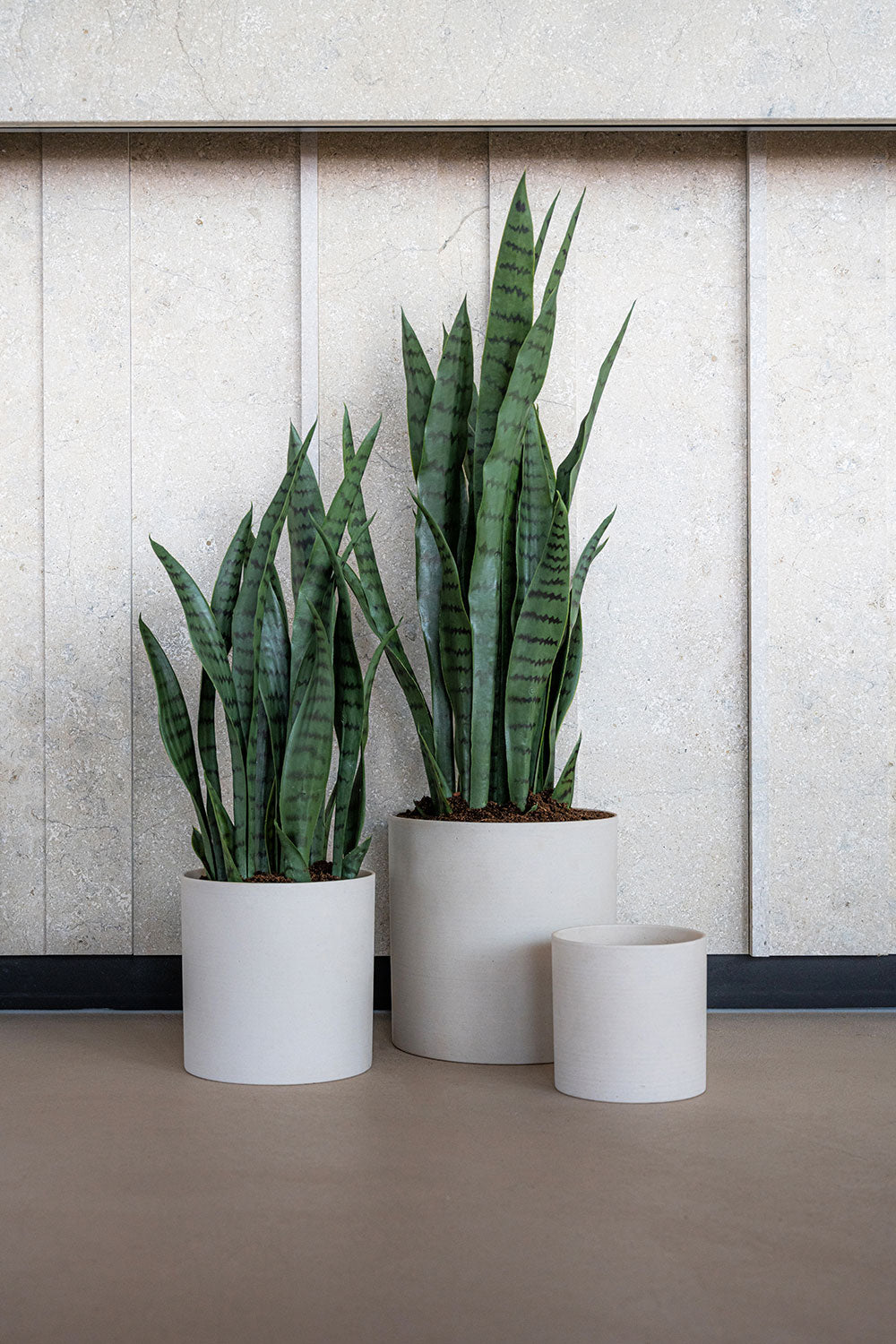 Sansevieria / Snake Plant