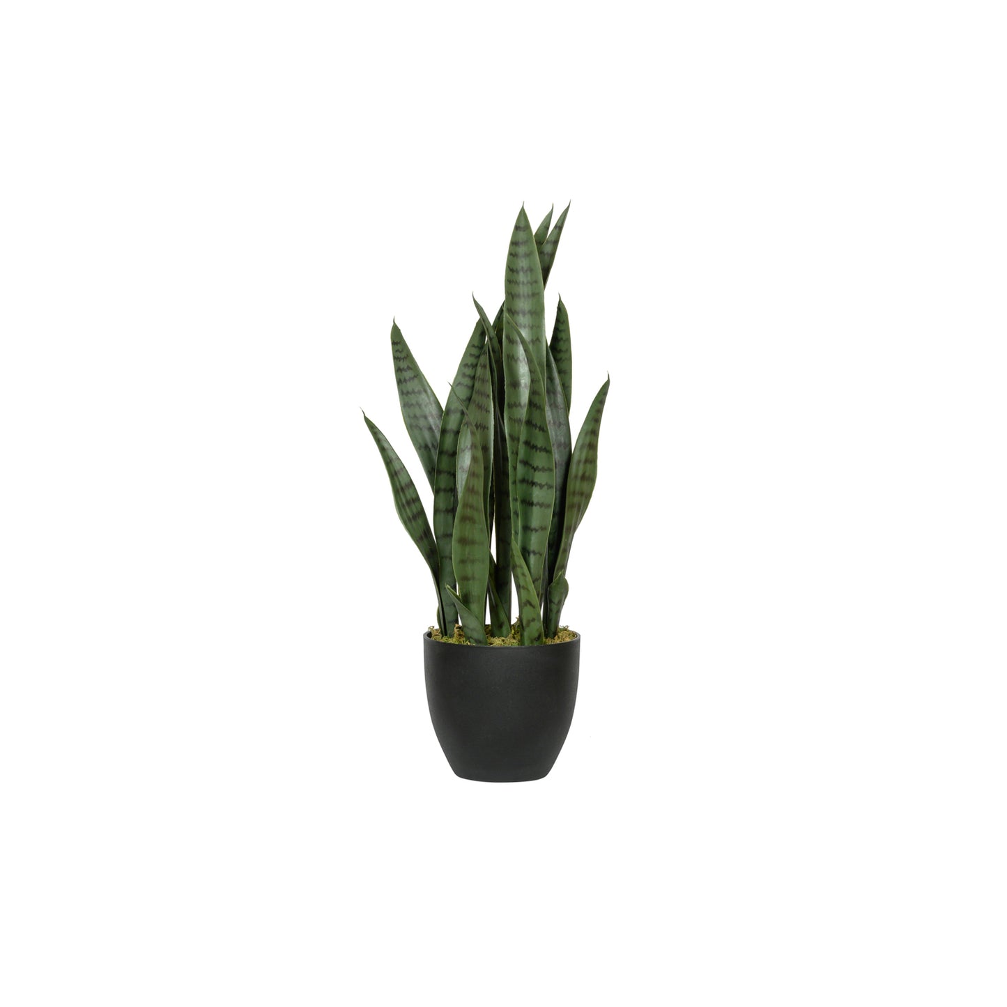 Sansevieria / Snake Plant