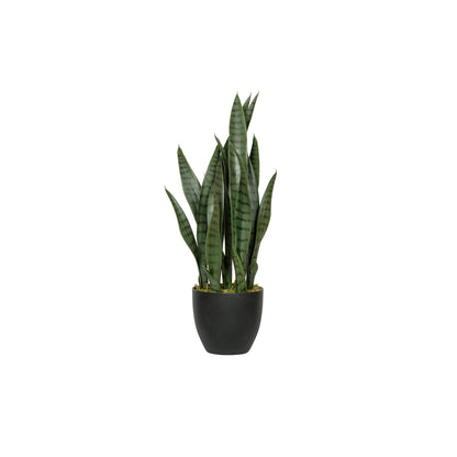 Sansevieria / Snake Plant