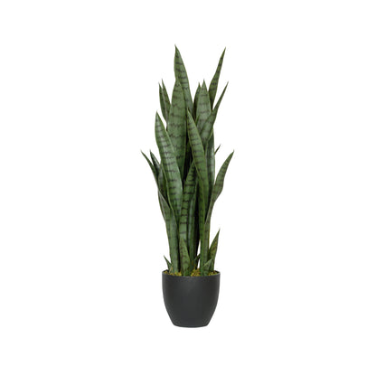 Sansevieria / Snake Plant