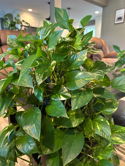 Golden Pothos