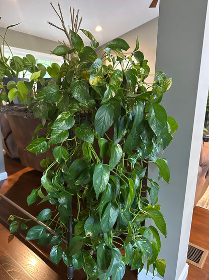 Golden Pothos