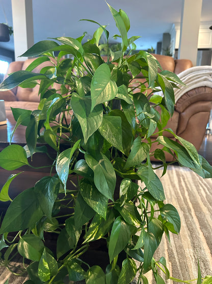 Golden Pothos