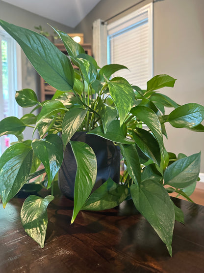 Golden Pothos