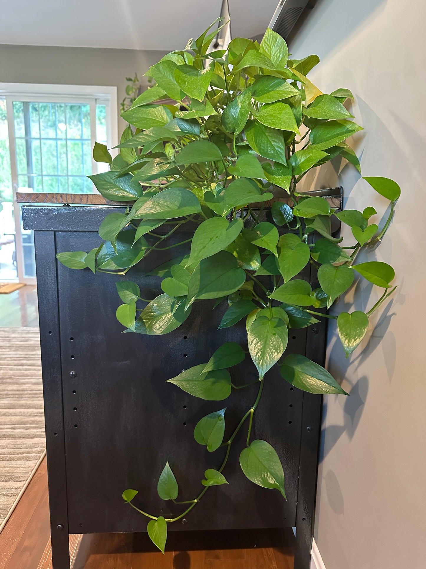 Jade Pothos