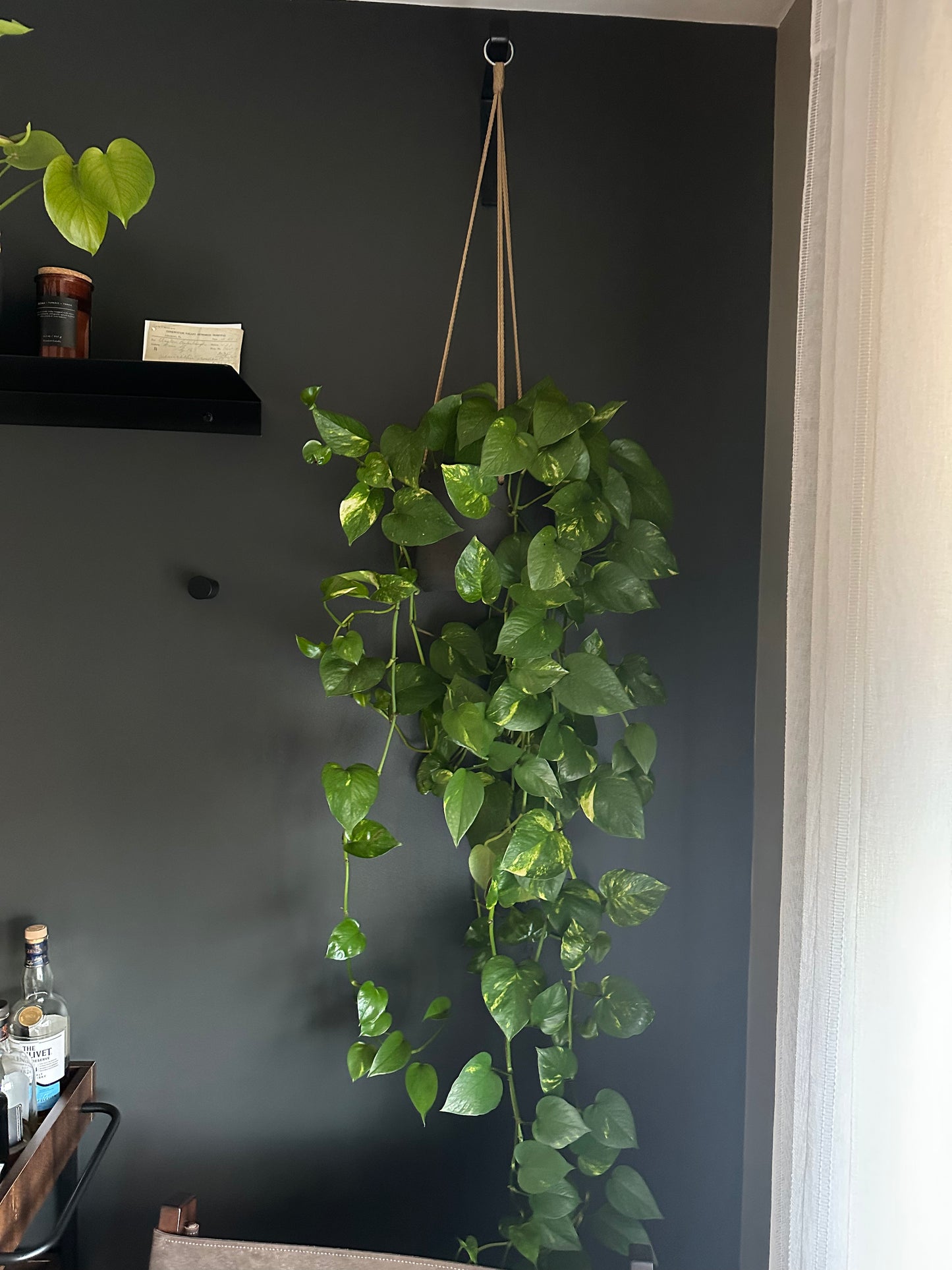 Jade Pothos