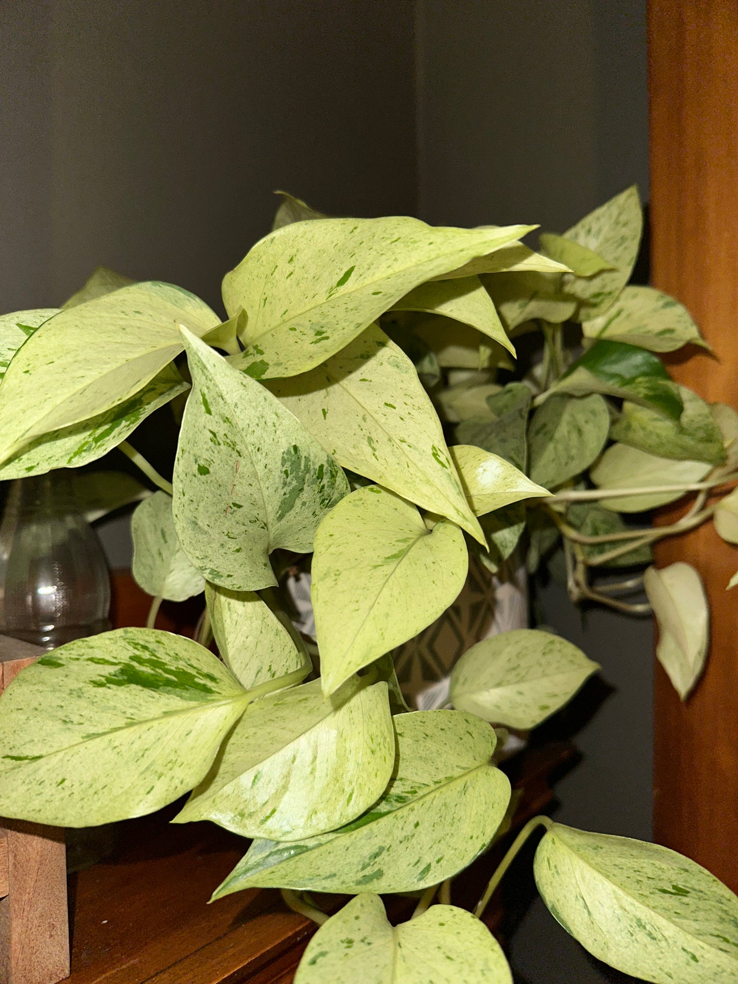 Marble Queen Pothos