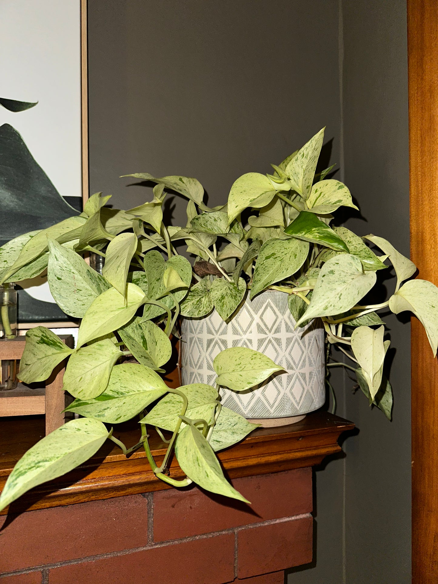 Marble Queen Pothos