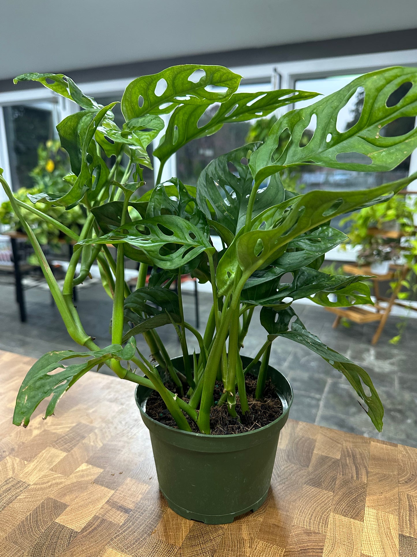 Monstera Adansonii