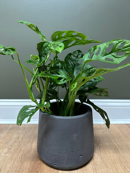 Monstera Adansonii