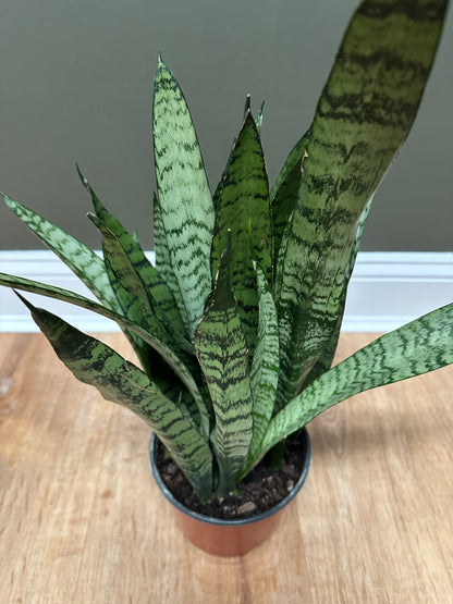 Sansevieria / Snake Plant