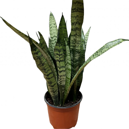 Sansevieria / Snake Plant