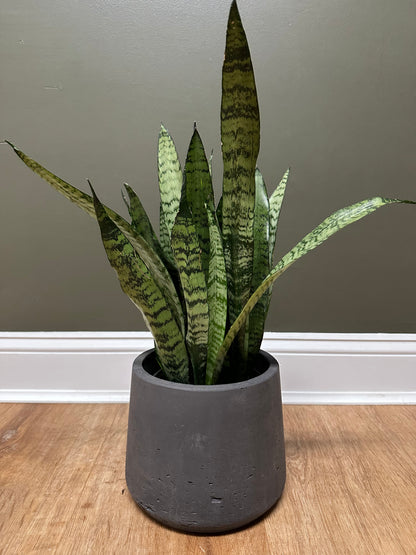 Sansevieria / Snake Plant