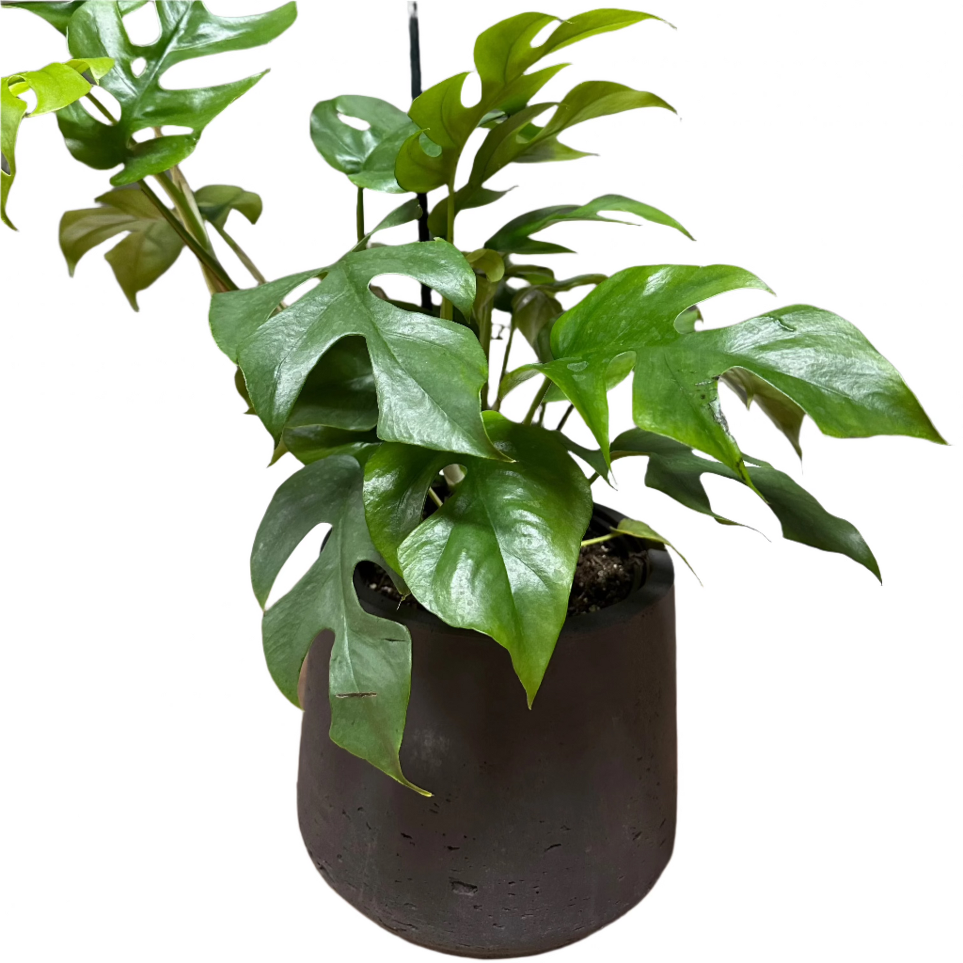 miniature monstera deliciosa Mini Monstera – Twins Lawn Service