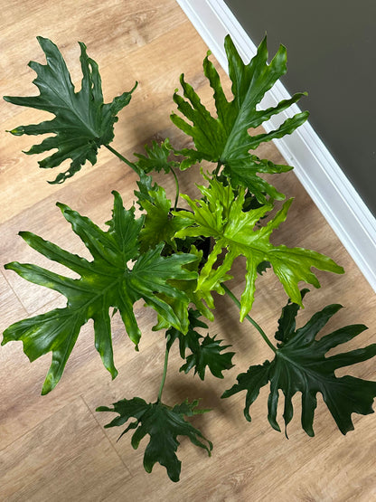 Philodendron Lickety Split