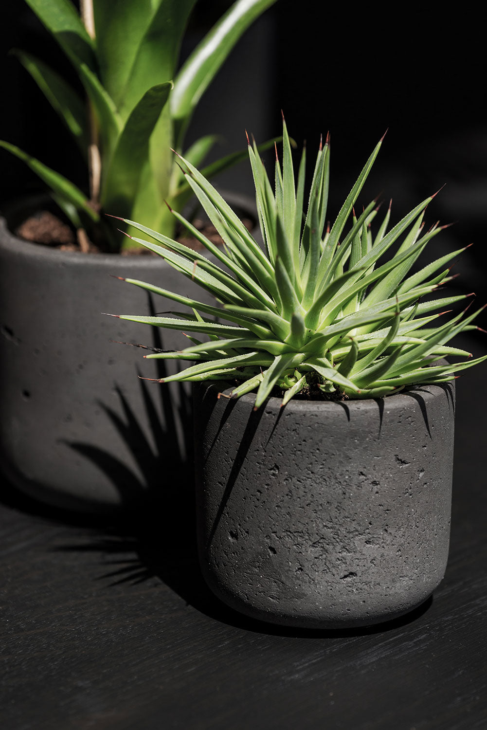 Charlie Tabletop Pot