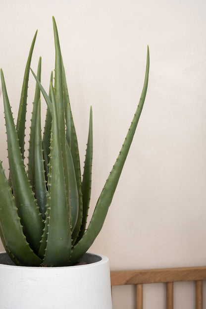 Aloe (artificial)