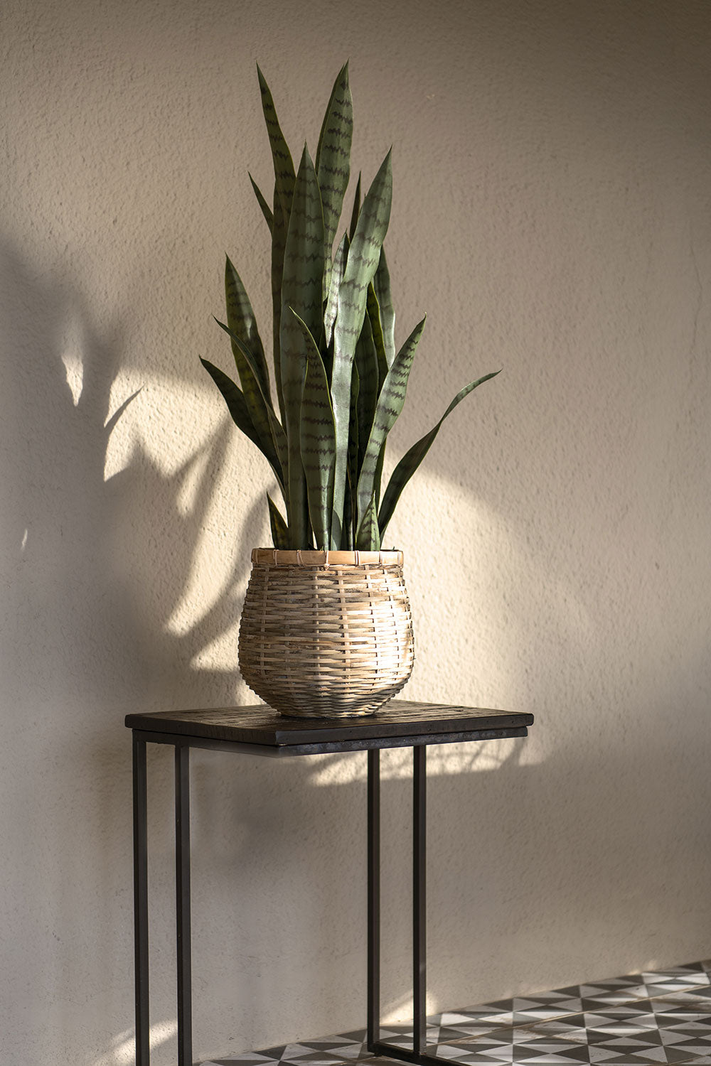 Sansevieria / Snake Plant