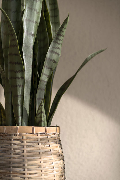 Sansevieria / Snake Plant