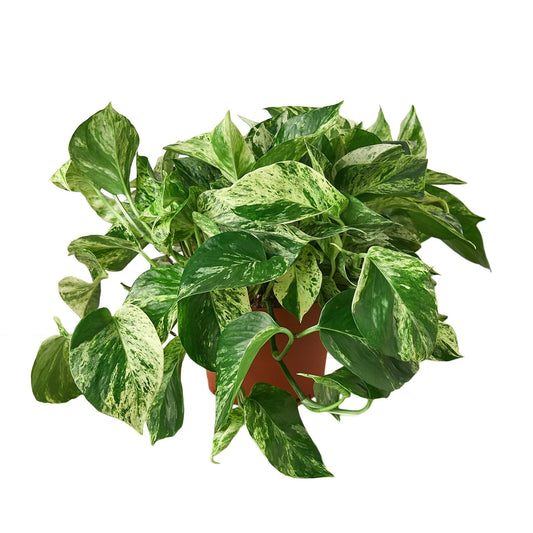 Marble Queen Pothos