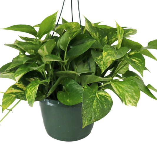 Golden Pothos