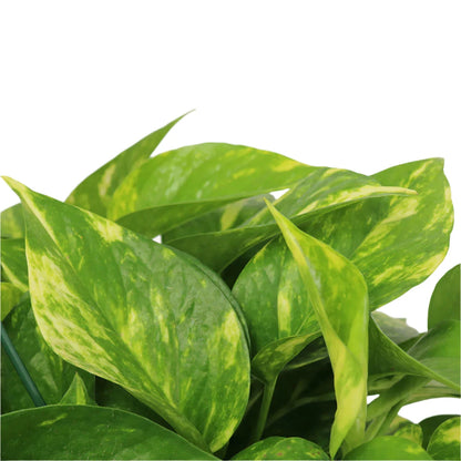 Golden Pothos