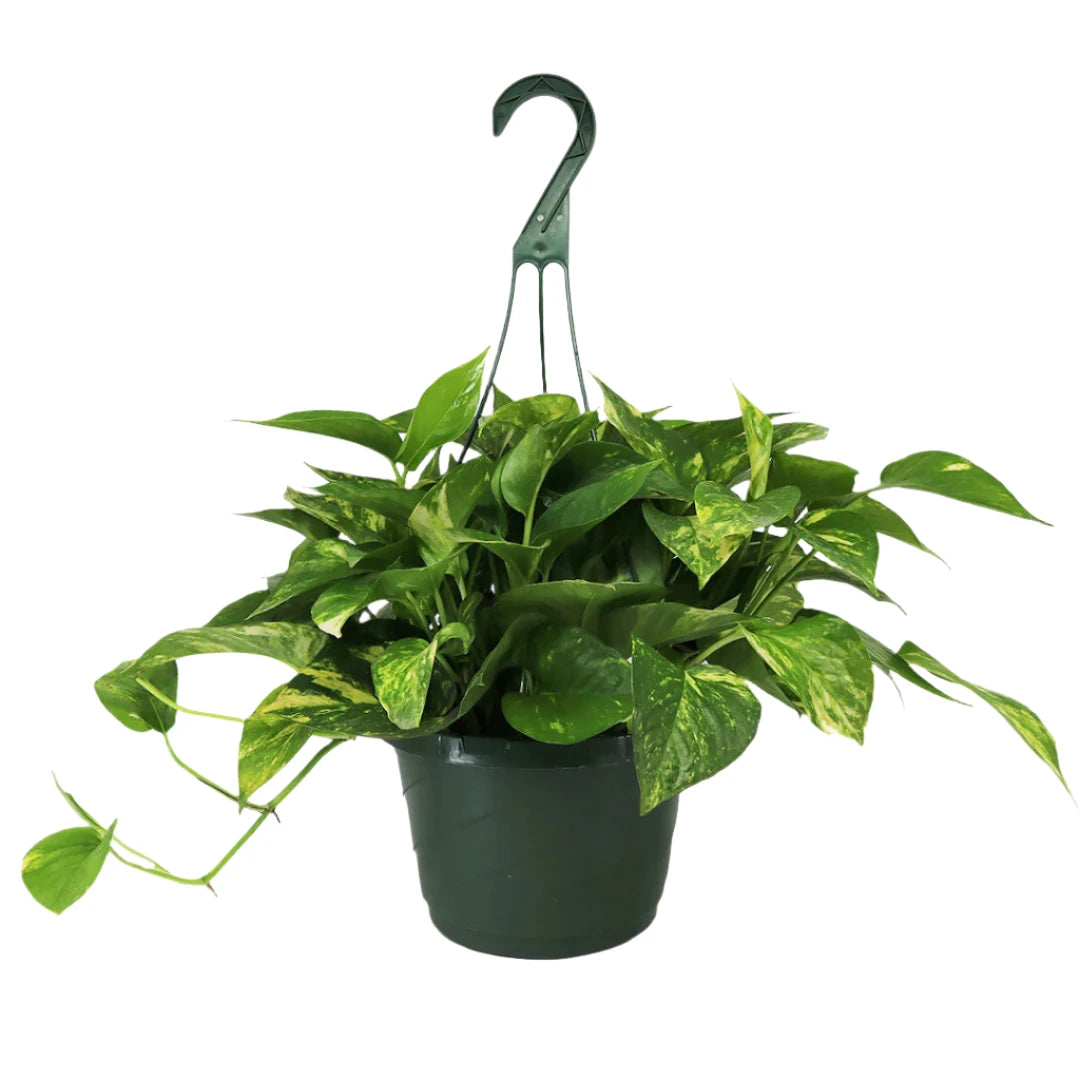 Golden Pothos