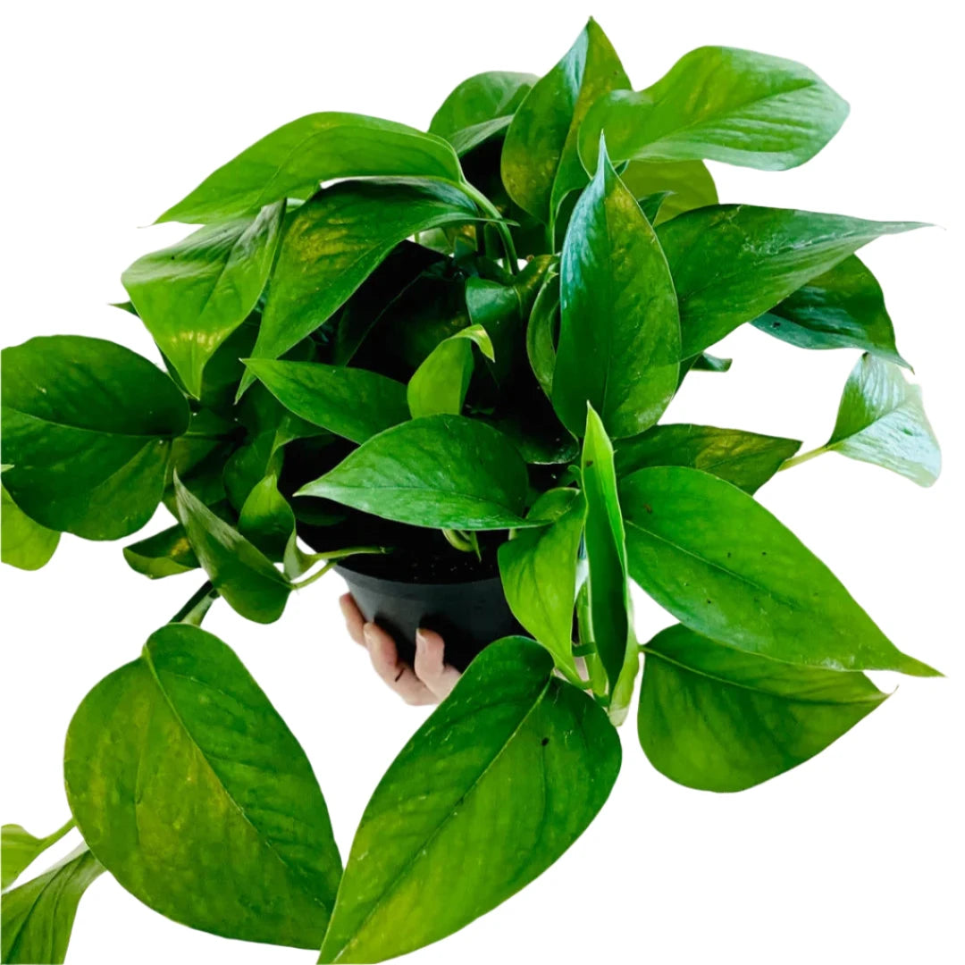 Jade Pothos