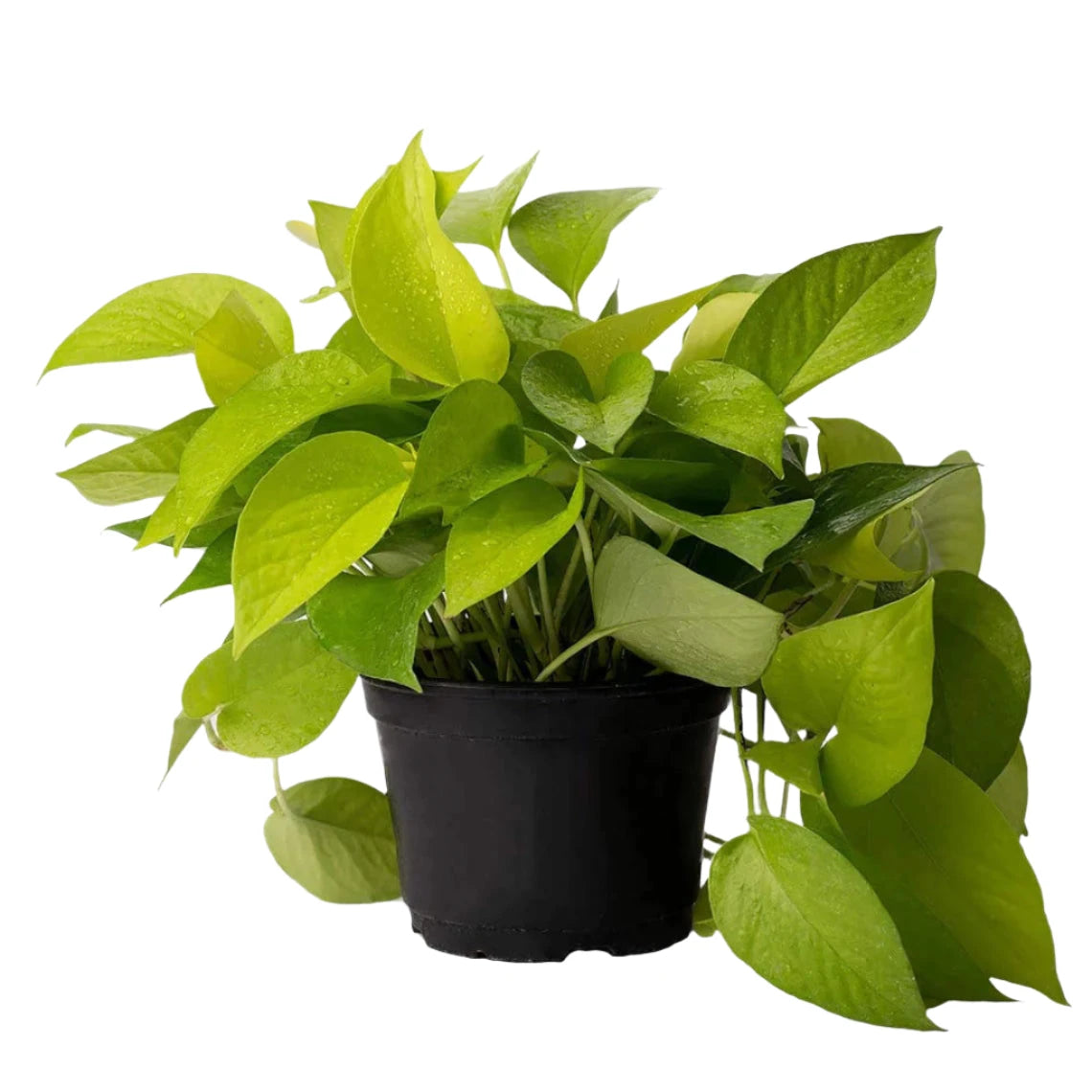 Neon Pothos