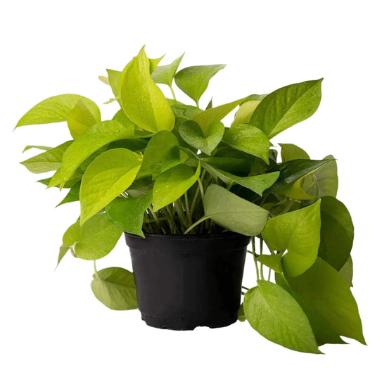 Neon Pothos