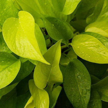 Neon Pothos